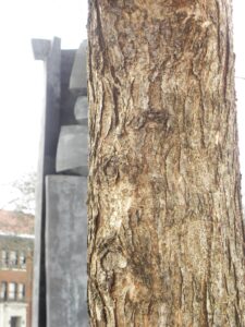 Ulmus carpinifolia ′Morton′ - Bark