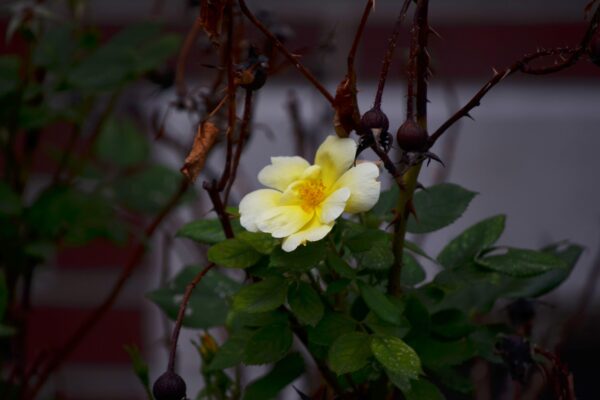 Rosa × ′Noalesa′ [sold as Flower Carpet®] - Flower