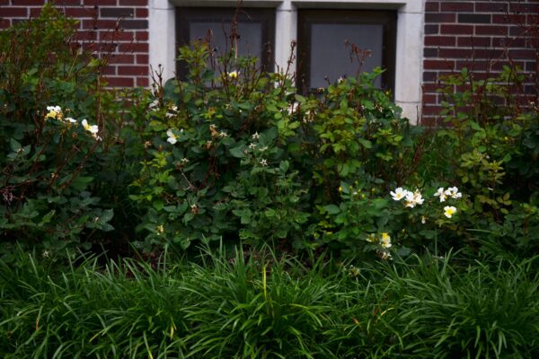 Rosa × ′Noalesa′ [sold as Flower Carpet®] - Flowering Habit