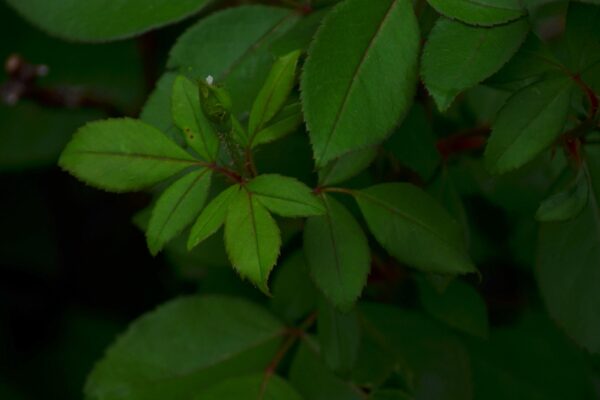 Rosa × ′Noalesa′ [sold as Flower Carpet®] - Foliage