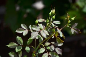 Rosa × ′Noalesa′ [sold as Flower Carpet®] - Buds