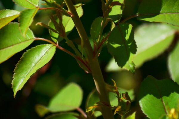 Rosa × ′Noalesa′ [sold as Flower Carpet®] - Young Stems