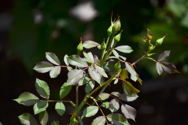 Rosa × ′Noalesa′ [sold as Flower Carpet®] - Buds