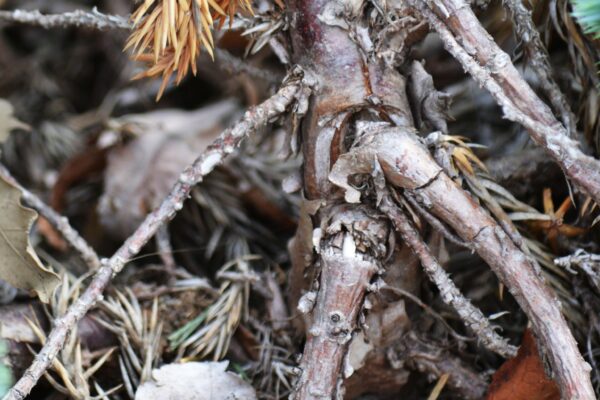 Juniperus squamata ′Blue Star′ - Bark