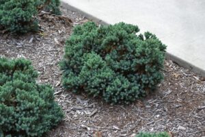 Juniperus squamata ′Blue Star′ - Summer Habit