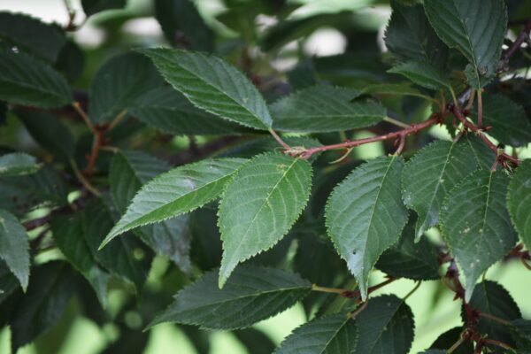 Prunus × incamp ′Okame′ - Foliage
