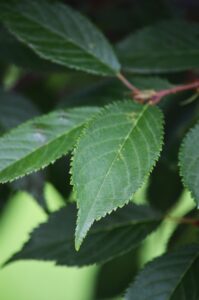 Prunus × incamp ′Okame′ - Leaf