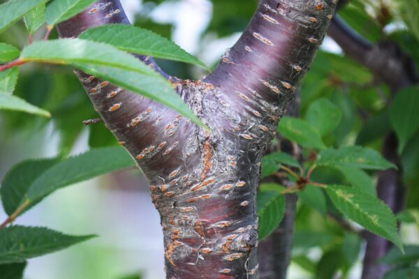 Prunus × incamp ′Okame′ - Bark