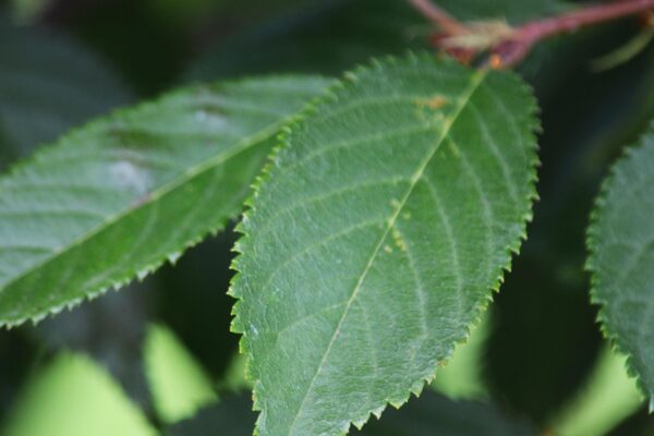 Prunus × incamp ′Okame′ - Leaf