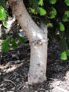 Calocedrus decurrens ′Columnaris′ - Trunk