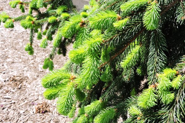 Calocedrus decurrens ′Columnaris′ - New Growth