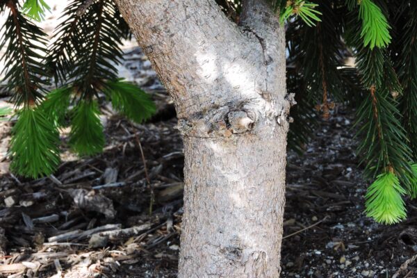 Calocedrus decurrens ′Columnaris′ - Trunk