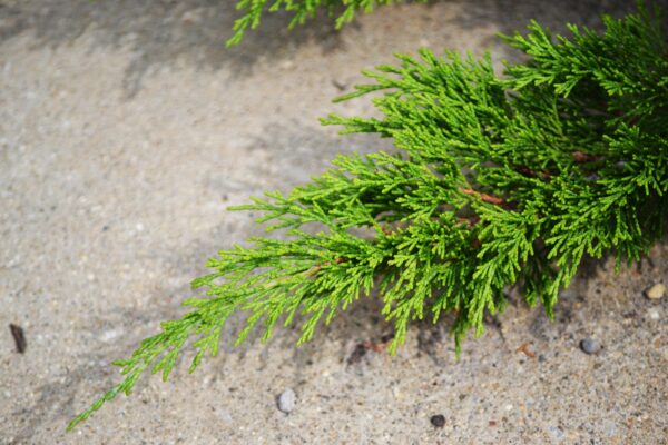 Juniperus sabina ′Arcadia′ - Foliage