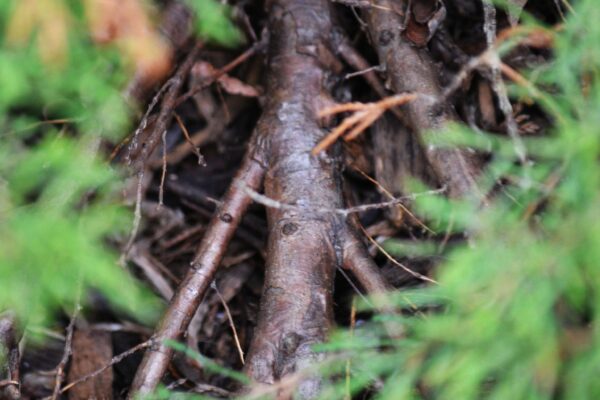Juniperus sabina ′Arcadia′ - Bark