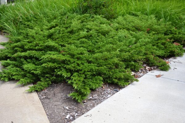 Juniperus sabina ′Arcadia′ - Summer Habit