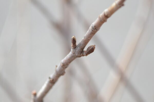 Weigela × ′Dark Horse′ - Buds