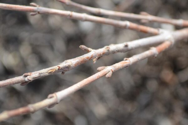Weigela × ′Dark Horse′ - Buds