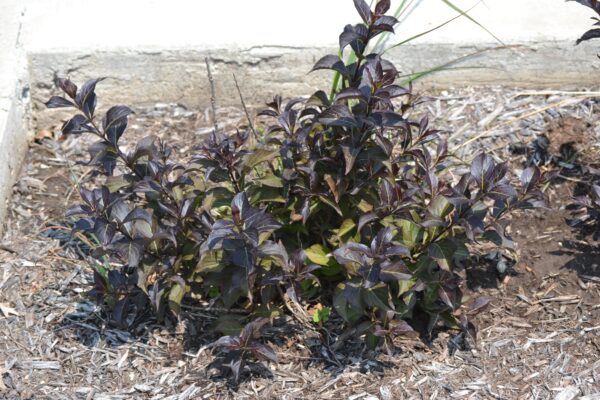 Weigela × ′Dark Horse′ - Summer Habit