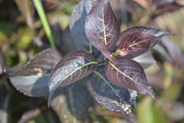 Weigela × ′Dark Horse′ - Foliage