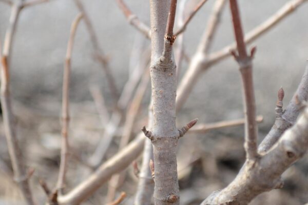 Weigela × ′Dark Horse′ - Stems