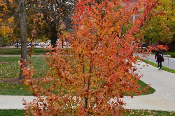 Acer tataricum ssp. ginnala 'Flame' - Fall Habit