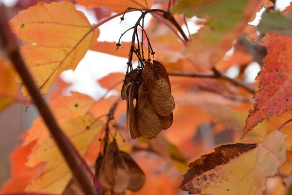 Acer tataricum ssp. ginnala 'Flame' - Fruit