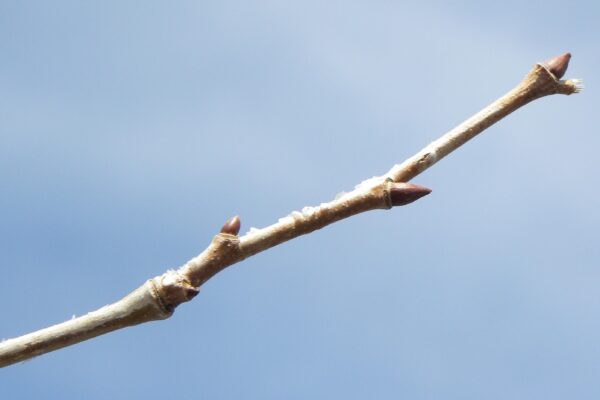 Platanus × acerifolia - Buds