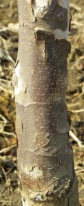 Platanus × acerifolia - Bark - Immature Tree