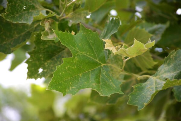Platanus × acerifolia - Leaf
