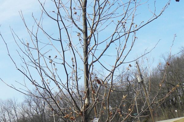 Platanus × acerifolia - Winter Habit - Immature Tree
