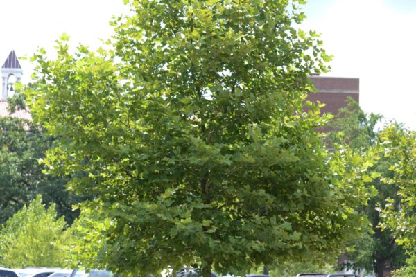 Platanus × acerifolia - Summer Habit