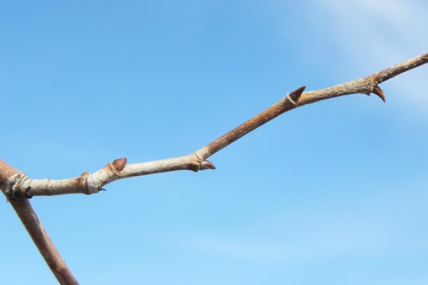 Platanus × acerifolia - Stem