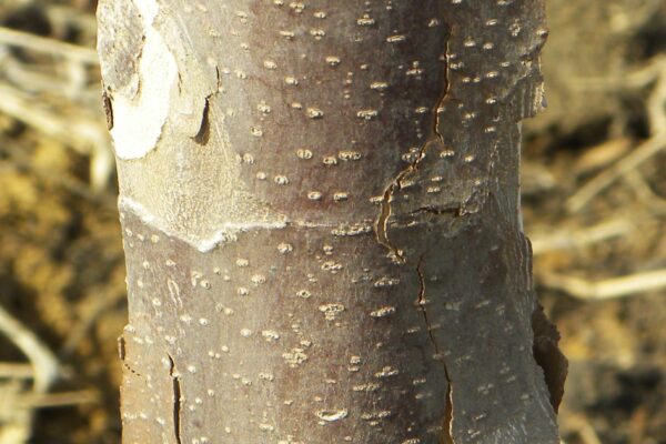 Platanus × acerifolia - Bark - Immature Tree