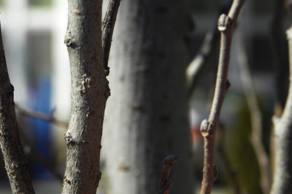 Ulmus parvifolia ′BSNUPF′ [sold as Everclear®] - Bark and Buds