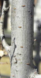Ulmus parvifolia ′BSNUPF′ [sold as Everclear®] - Bark