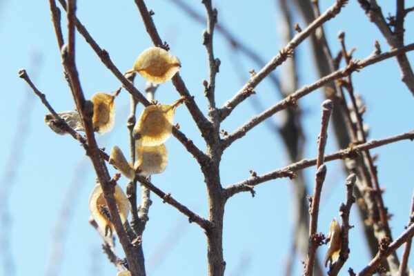 Ulmus parvifolia ′BSNUPF′ [sold as Everclear®] - Fruit and Buds