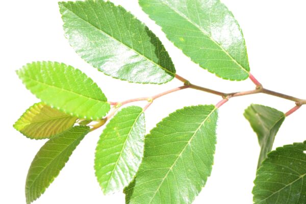 Ulmus parvifolia ′BSNUPF′ [sold as Everclear®] - Leaves