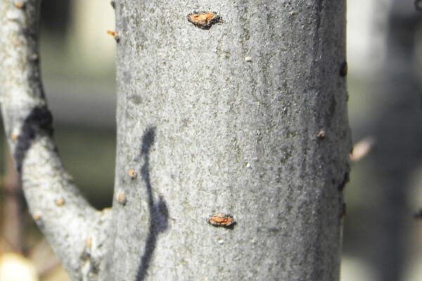 Ulmus parvifolia ′BSNUPF′ [sold as Everclear®] - Bark