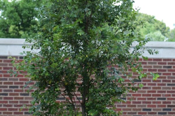 Ulmus parvifolia ′BSNUPF′ [sold as Everclear®] - Summer Habit (Young)