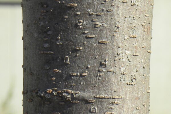 Zelkova serrata ′Musashino′ - Bark