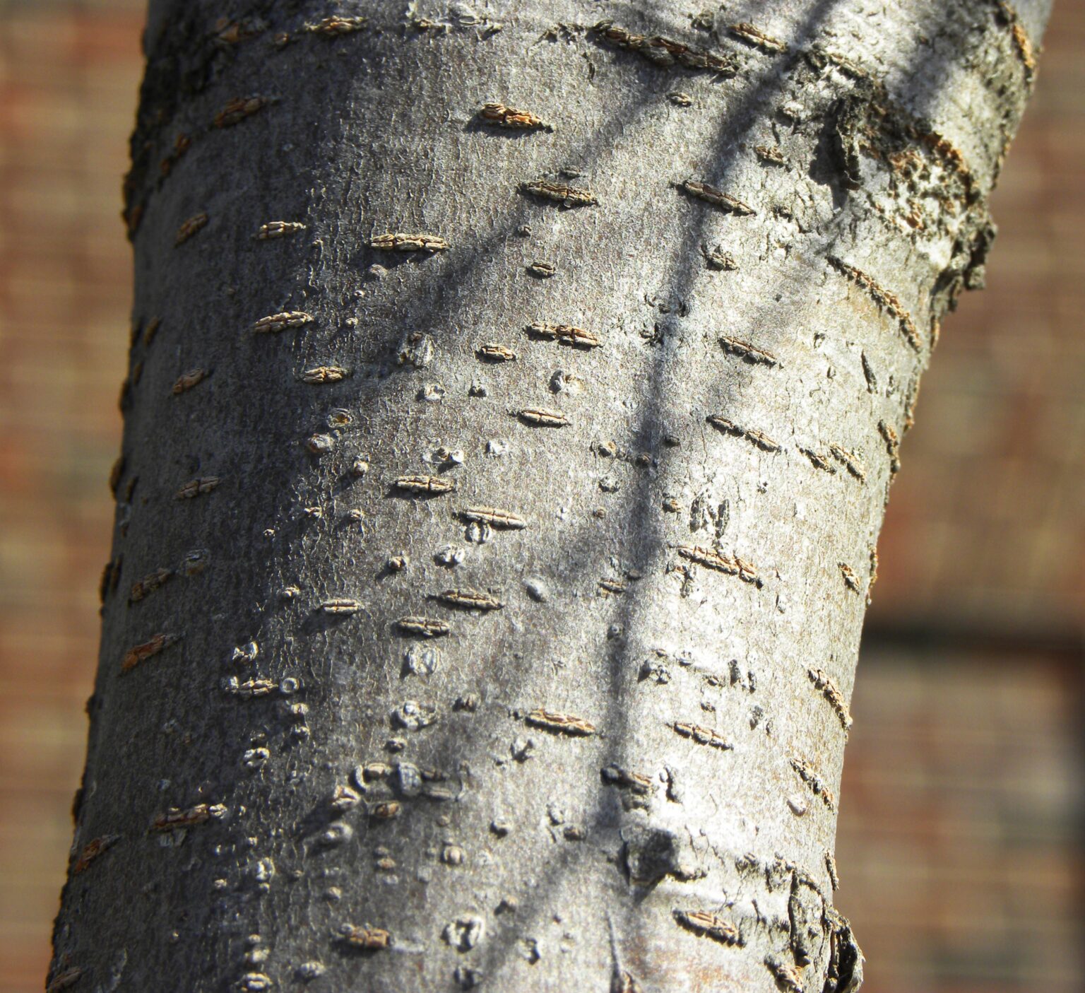 マルバノキ Zelkova serrata 'Musashino' – Purdue Arboretum Explorer