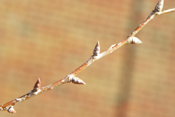 Zelkova serrata ′Musashino′ - Buds