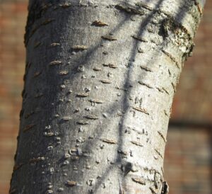 Zelkova serrata ′Musashino′ - Bark