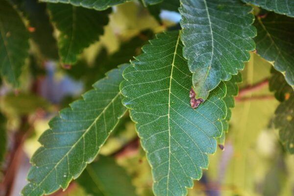 Zelkova serrata ′Musashino′ - Leaves