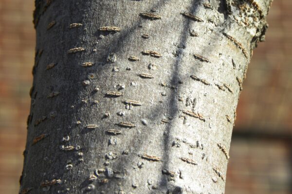 Zelkova serrata ′Musashino′ - Bark