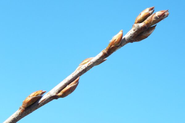 Amelanchier canadensis ′Glenn Form′ [sold as Rainbow Pillar®] - Buds