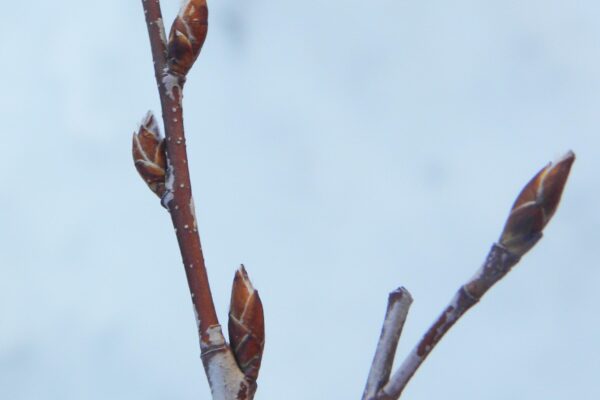 Amelanchier canadensis ′Glenn Form′ [sold as Rainbow Pillar®] - Buds