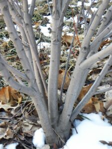 Amelanchier canadensis ′Glenn Form′ [sold as Rainbow Pillar®] - Bark