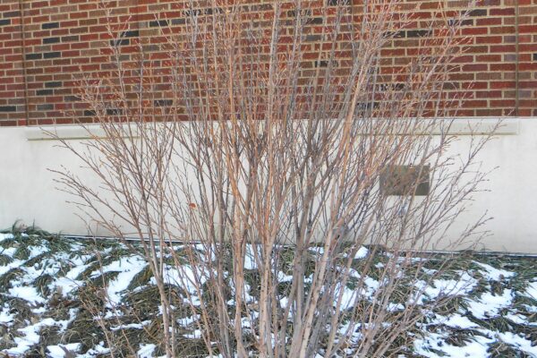 Amelanchier canadensis ′Glenn Form′ [sold as Rainbow Pillar®] - Winter Habit