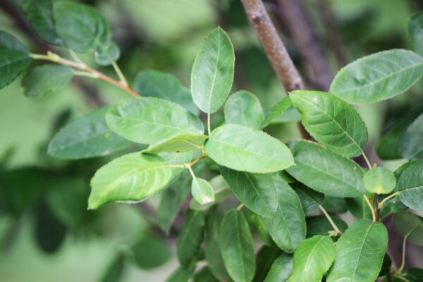 Amelanchier canadensis ′Glenn Form′ [sold as Rainbow Pillar®] - Foliage